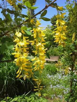 多分キングサリの花