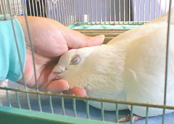 野生を失って人の手に頭を乗せる鳩