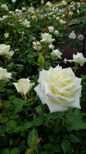 謎の白バラ