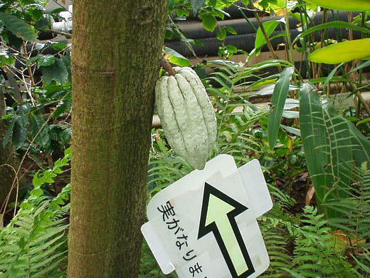 カカオの実