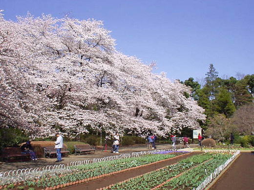 花壇前の大木