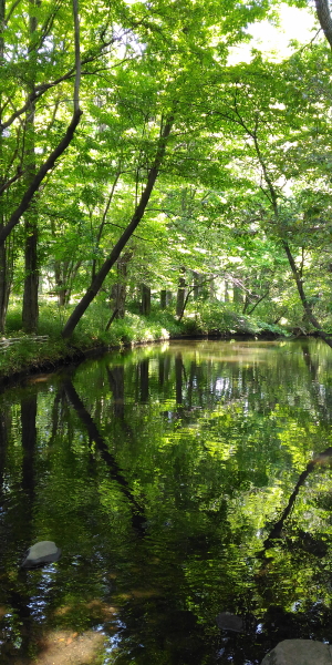 水に映る木々の緑