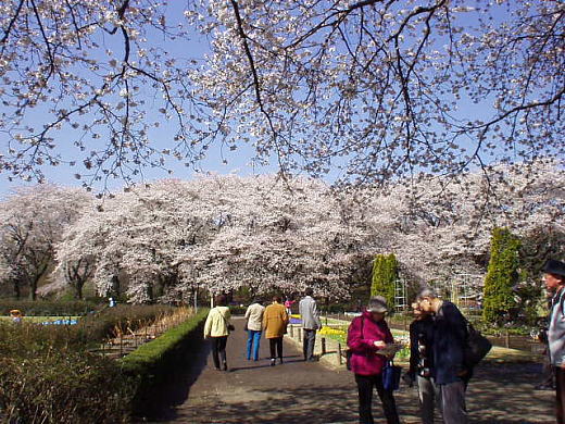 花壇前の大木