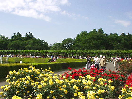 「ゴールド・バニー」の花壇付近