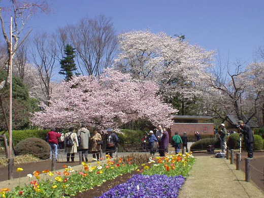 「花壇」から「神代曙」を見る