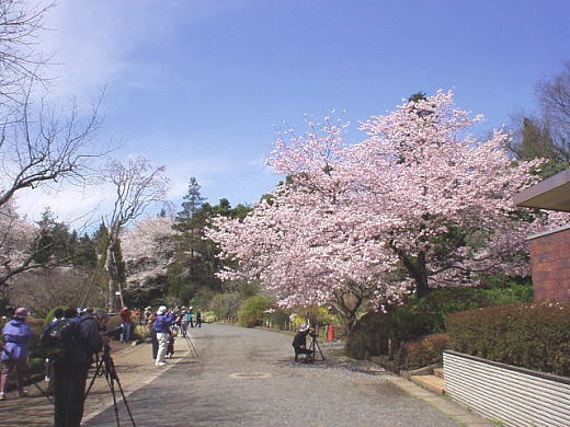 「花壇」から「神代曙」を見る