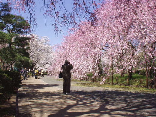 しだれ桜1