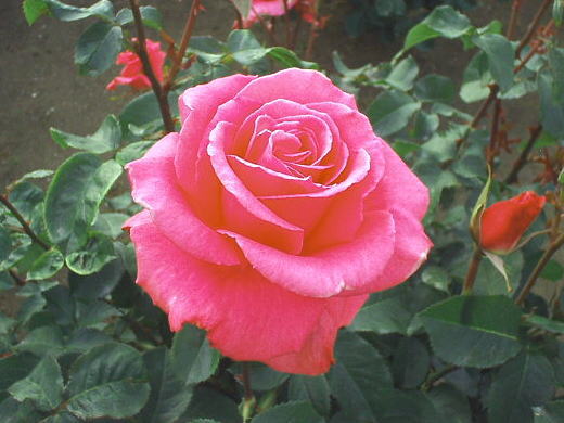 芳純