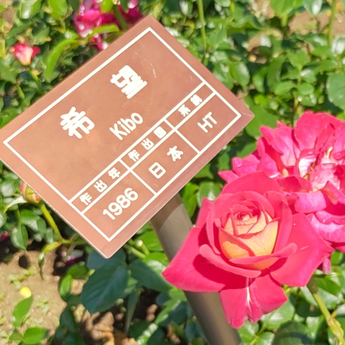 希望 