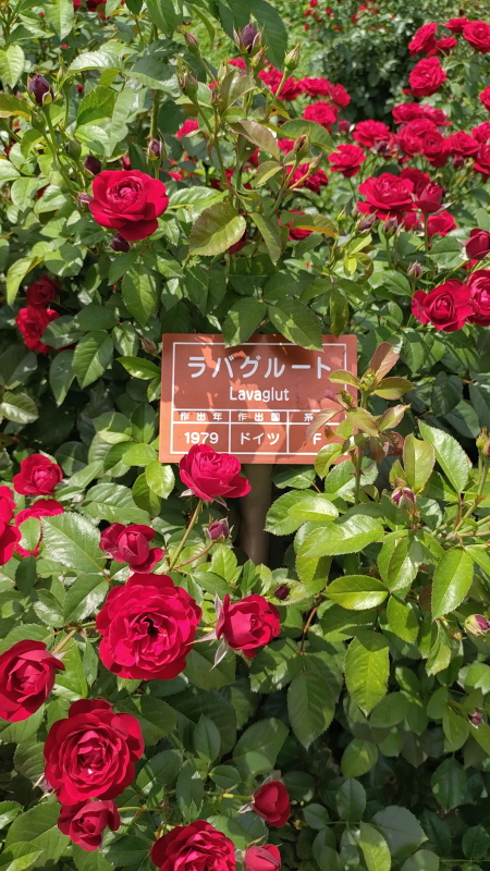 ラバグルート2022