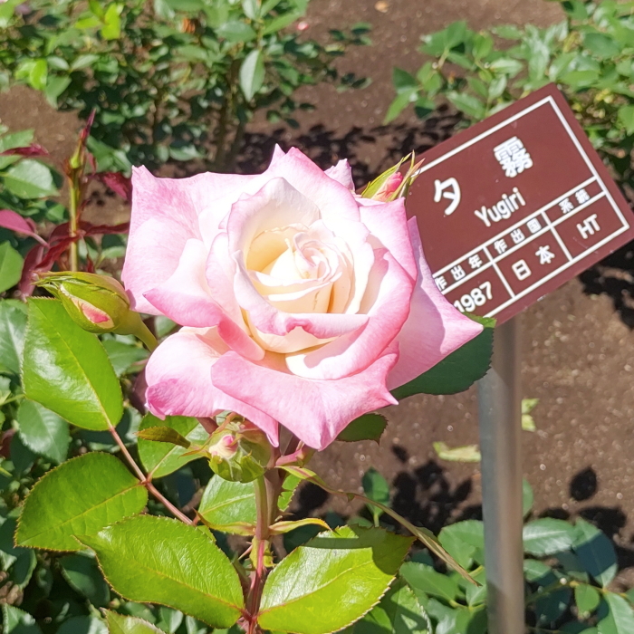 夕霧2022
